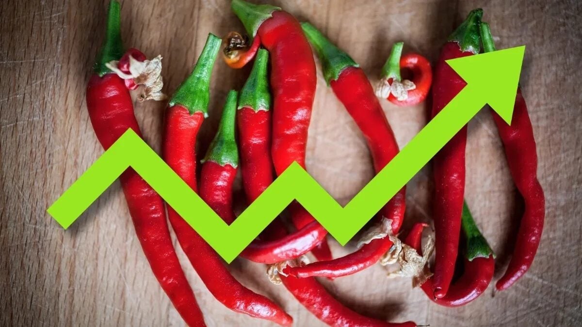 ‘Pimenta’ para carteira de renda fixa: conheça o Apolo, fundo que já valorizou quase 19% em poucos meses – Money Times